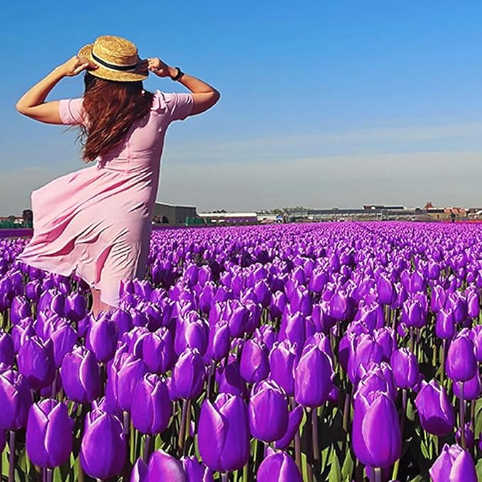 Purple Prince Tulip Bulbs – 30 Bulbs Easy Grow Perennial Tulips | Vibrant Early Spring Blooms | Fall Planting | Excellent for Cutting & Garden Borders