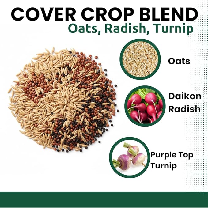 Cover Crop 3 Seed Mix - Oats, Daikon Radishes and Purple Top Turnips - Winter Kills, Promotes Earth Worms, Tons of Forage (2 Pounds)