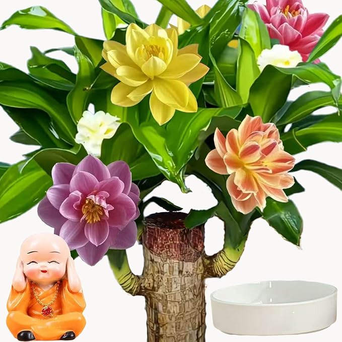 Brazilian Lucky Wood Plant for Home & Office Decor, Brazilian Wood Houseplant Kit Lucky Plants for Good Luck in The Home, Natural Air Cleaner for Bedroom (Yellow)