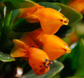 Orange Goldfish Starter Plant - 2 Inch Pot - Adorable Indoor Plant Blooms All Year