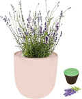 Hydroponic Herb Growing Pink Ceramic Kit, Self-Watering Kitchen Garden Starter Kit with Organic Seeds (Lavender)