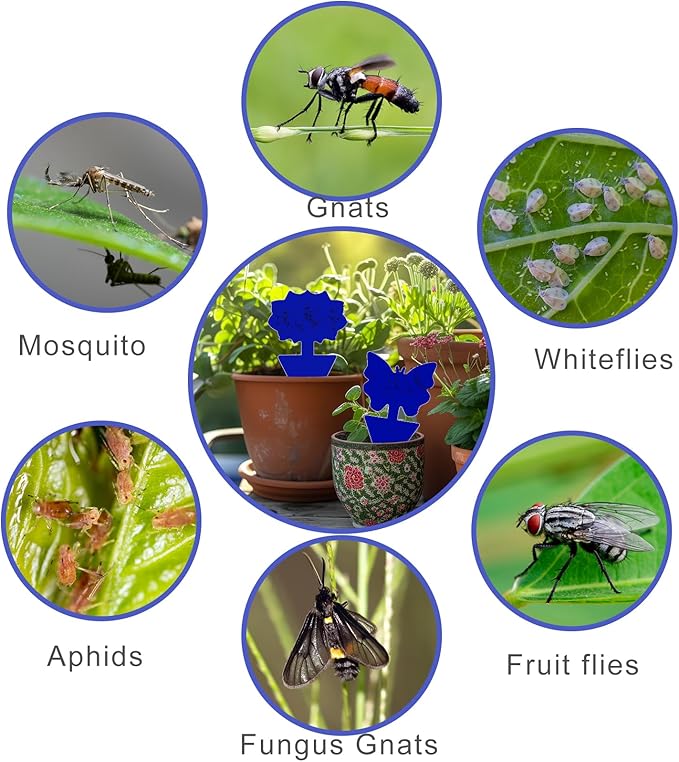 Fruit Fly Traps, 60 Pack Blue Sticky Traps, Fungus Gnat Traps, Plant Fly Stickers for Indoor and Outdoor Use Protect The Plant