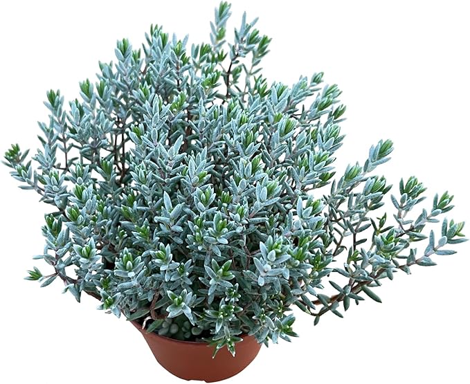 Sprout N Green Crassula 'Bonzai' Pruinosa Plant with 4 inch Starter Pot, Rare Live Succulent Plant Fully Rooted, Home Office Indoor Outdoor Wedding Decoration DIY Projects Party Favor