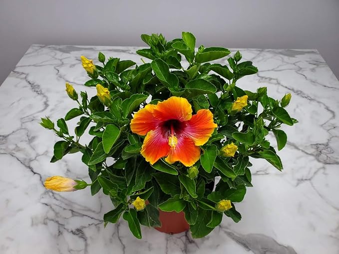 Hibiscus Bush - Fiesta Flower - Tropical Plants of Florida - Overall Height 22" to 26" (Plant Only)