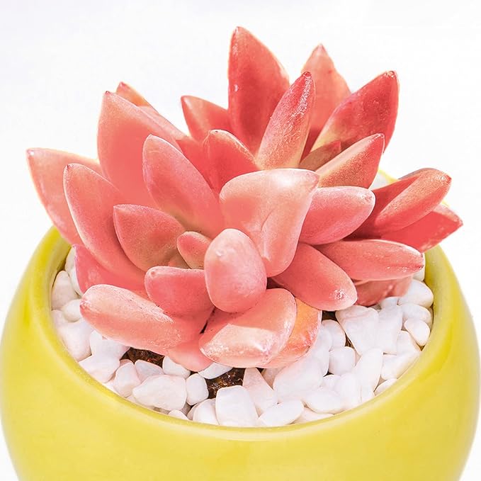 Graptoveria Ruby Donna Rare Live Succulent Plants, Mini Pink 1 Head 2" Live Plant, Package Without Pot & Soil, Garden Indoor Office Desk Wedding Party Baby Shower Decoration, Friend Plant Lovers Gifts