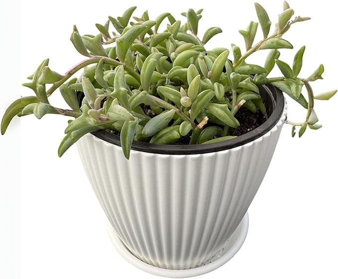 String of Dolphins with White Stripe 4" Pot, Live Succulent Plant Fully Rooted in Pots with Soil, Rare House Plant for Home Office Wedding Decoration DIY Projects Party