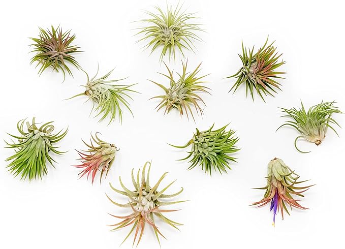 12 Pack Air Plants Ionantha Mexican-Colors and Shape Varies Due to Seasonality-Live Tillandsia Succulent for House Air Plants Holder-Available in Wholesale and Bulk-Easy Care Indoor and Outdoor Plants