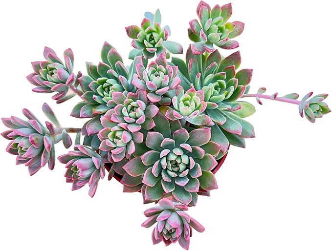 Sprout N Green Sedeveria Markus, Live Succulent Fully Rooted in 4inches Pots with Soil Mix, Rare House Plant for Home Office Wedding Hanging Decoration, DIY Projects, Party Favor