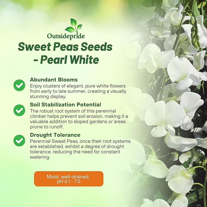 Outsidepride Pearl White Sweet Pea Seeds - 200 Pcs Perennial, Easy to Grow, Vine Seeds for Planting Fragrant, Long-Lasting Flowers with Free-Flowering Habit & Tall Size for Vertical Gardens