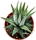 Sprout N Green Haworthiopsis fasciata 'Big Band', Live Succulent Fully Rooted in 4" Pots, Rare House Plant for Home Office Indoor Outdoor Wedding Decoration, DIY Projects, Party Favor
