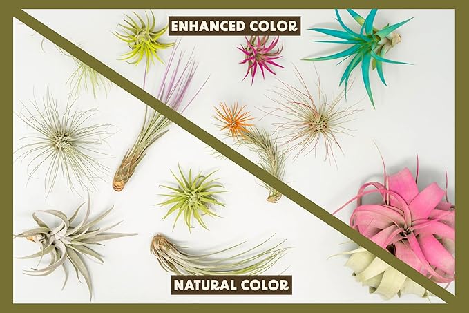 Purple Colorful Tillandsia Air Plants - Long Lasting Color Enhanced Live Tillandsia Succulent House Plants - Home and Garden Decor - Easy Care Indoor and Outdoor (Harrisii, Pack of 3)
