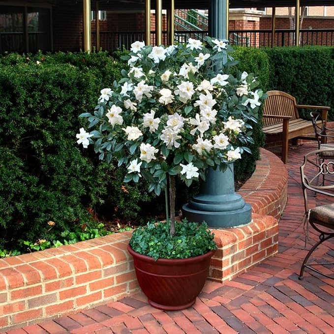 Gardenia Mystery - Gardenia Jasminoides. Hardy Evergreen Shrub with Large, Sweetly Fragrant White Flowers, Ideal for Landscaping and Container Gardening (2 Gardenia Mystery Plants in Cup)