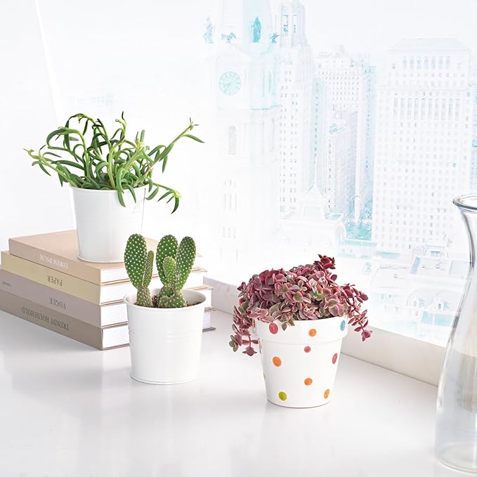 Live Succulents 'Crassula pellucida SSP' (4-inch), Succulent Plants Fully Rooted in Pots with Soil, Easy-Care House Plant for DIY, Home Office Decor, Wedding Party Favor