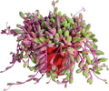 4" Ruby Necklace | Othonna capensis L.H.Bailey, Live Succulent Fully Rooted in Pots, Purple Hanging Trailing House Plant for Home Office Wedding Decoration DIY Project Party Favor