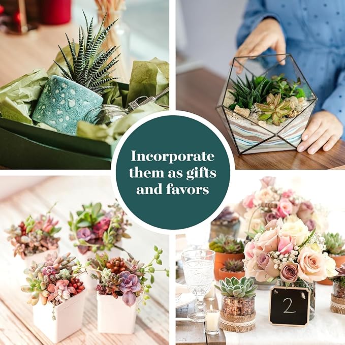 Shop Succulents Collectors Succulent Plant Pack Collection - Live Mini Succulent Plants, Low Maintenance, Colors & Textures - Wedding and Party Favors, Gift & Garden, Pack of 64