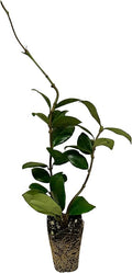 Jasmine Confederate | 10 Live Plants | Trachelospermum Jasminoides | Fragrant Easy to Grow Vine Showy Blooms
