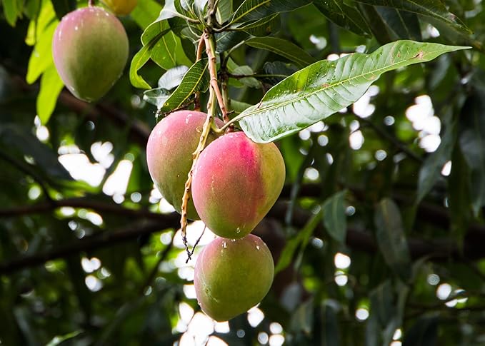 Elevate Your Mango Tree Garden with Gardenera's Organic Potting Mix - Tailored for Robust Mango Trees and Flavorful Harvests - 2 Quart