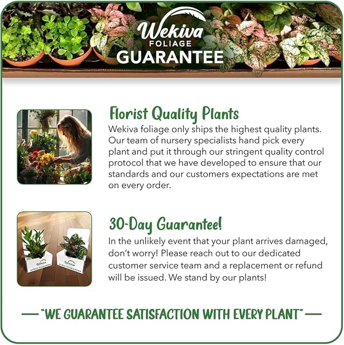 Bordelon Banana Tree - 4 Live Starter Plants - Musa - Edible Fruit Bearing Tree for The Patio and Garden