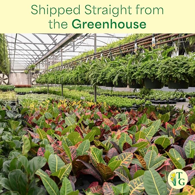 Thorsen's Greenhouse Lemon Lime Prayer Plant, Live Indoor Plant, Pet Friendly, Attractive Houseplant, Lemon Maranta, Natural Air Purifier, Easy to Grow, 4" Diameter Pot (Terra Cotta)