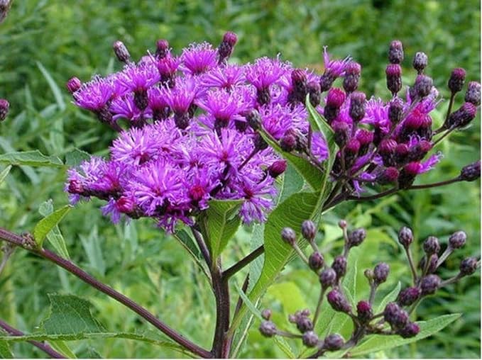 Ironweed Plant - Unique Purple Blooms - Vernonia gigantea - Seedlings to Plant in Your Own Garden (2 Seedlings)