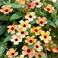 Outsidepride Spanish Eyes Thunbergia Black Eyed Susan Seeds - 10 Pcs Annual, Climbing Vine Flower Seeds for Planting Peachy Gold Blooms for Low Maintenance Gardens, Containers, Trellis & Fences