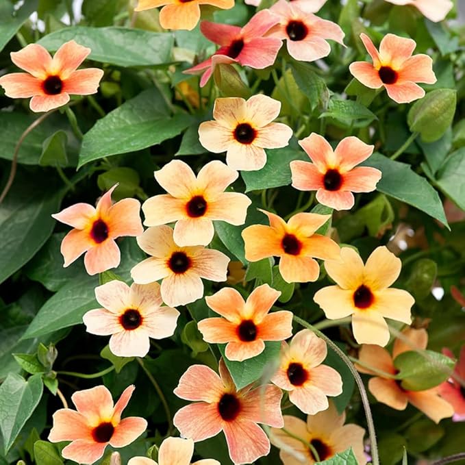 Outsidepride Spanish Eyes Thunbergia Black Eyed Susan Seeds - 10 Pcs Annual, Climbing Vine Flower Seeds for Planting Peachy Gold Blooms for Low Maintenance Gardens, Containers, Trellis & Fences