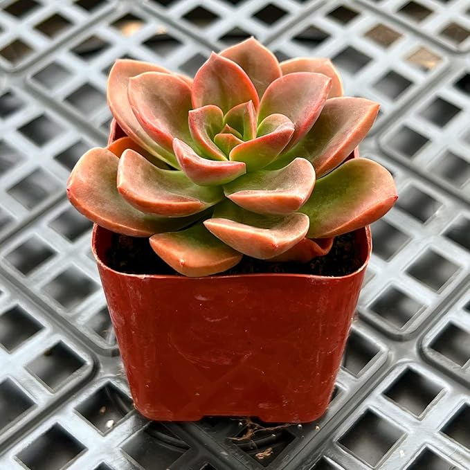 Sprout N Green Echeveria Melaco, 1 Pack Rare Live Mini Succulent Plant Fully Rooted in 2" Pots with Soil Mix, House Plant for Indoor Outdoor Home Office Wedding Decor DIY Project Party Favor
