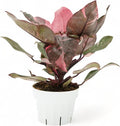 Pink Princess Philodendron Live Plant - Indoor Plants Live Houseplants - Elegant Philodendron Princess House Plant - Rare Pink Plants
