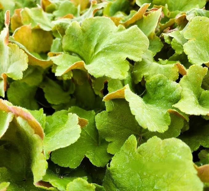 Greenwood Nursery: Live Perennial Plants - Caramel Heuchera + Coral Bells - [Qty: 5X Pint Pots] - (Click for Other Available Plants/Quantities)