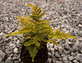 Greenwood Nursery: Live Perennial Plants - Autumn Brilliance Fern + Dryopteris Erythrosora - [Qty: 5X Pint Pots] - (Click for Other Available Plants/Quantities)