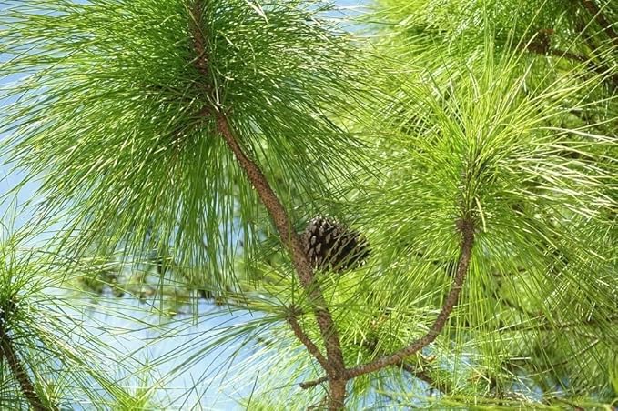 Slash Pine Tree | 10 Live Plants | Pinus Elliottii | Fast Growing Stately Shade Tree