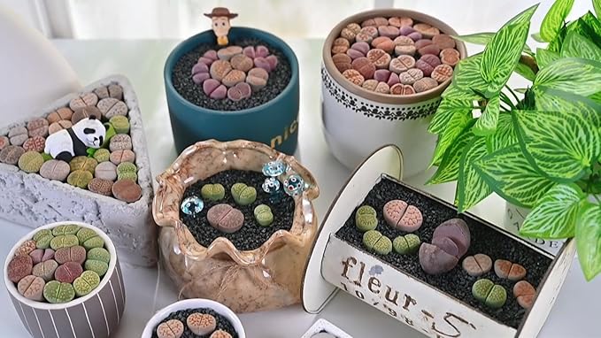 Sprout N Green 1-1.5in Lithops bromfieldii, 3 Years Old Rare Living Stone Plant Fully Rooted in Pot, Cute Potted Succulents Houseplant Pebble Plant, Great for Terrarium Arrangement, DIY Project