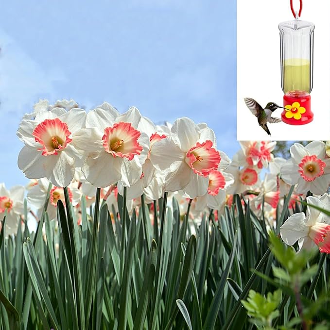 Pink & White Dutch Daffodil Flowers – 6 Bulbs + Bonus Hummingbird Feeder | Large Cupped Perennials - Spring Bloom | Hardy in Zones 3–8 | Butterfly & Bee Attracting-Deer Resistant