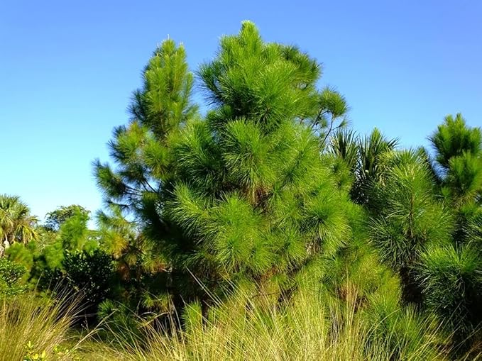 Slash Pine Tree | 10 Live Plants | Pinus Elliottii | Fast Growing Stately Shade Tree