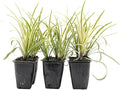 6 Pacific Grove Agapanthus in 3.5” Nursery Cubes (Agapanthus ‘Pacific Grove’) | Variegated Evergreen Perennial for Borders, Beds & Containers | Ready-to-Plant Live Starter Plants