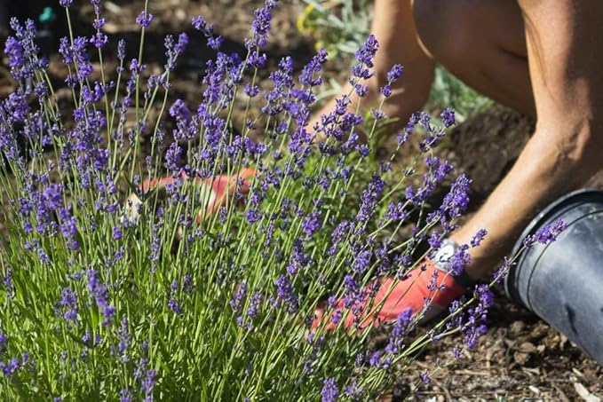 Gardenera Premium Lavender Potting Mix - Nourish Your Lavender Plants for Beautiful Blooms - 1 Quart