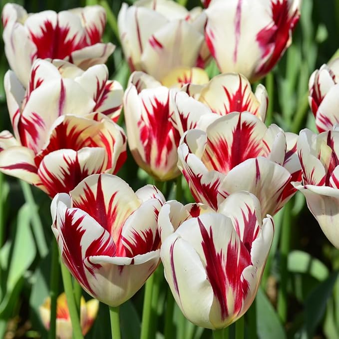Mixed Sorbet Tulips – 8 Bulbs | Pink, Red & White Perennial Flowers - Spring Blooming | Easy-to-Grow Rembrandt Tulips for Rock Gardens, Borders & Containers – Zones 3–8 | Butterfly & Bee Attracting