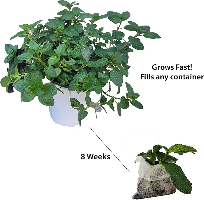 Strawberry Mint Plants. Live, Fragrant, Fresh, Edible. Easy Grow. Indoor/Outdoor. (2 Mint Cups)