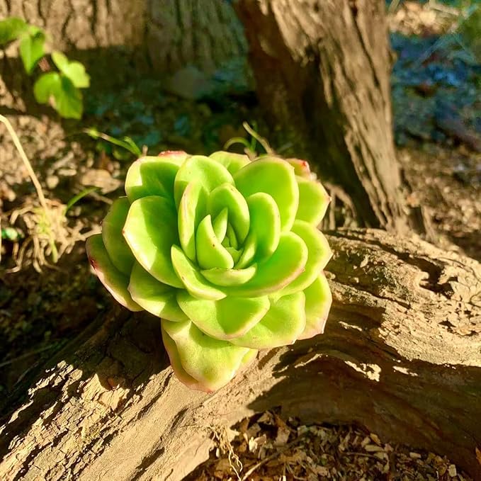 FWPP Succulents Plants Live,Echeveria ice Rose Variegated 3.5 inches Green Mini Indoor Plants,Bare Root Without Pot Soil,Live Plants for Gift Party Wedding Garden Baby Shower DIY Decor
