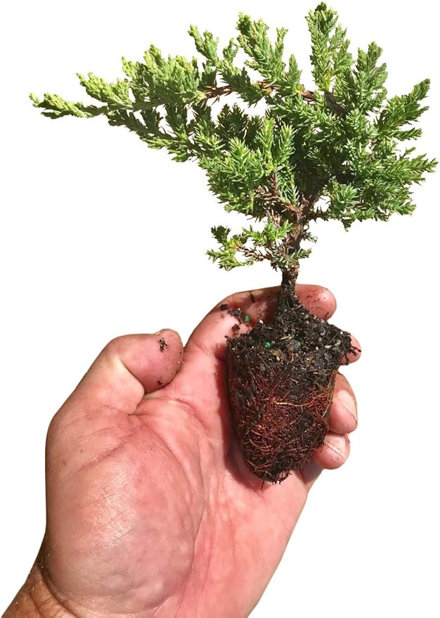 Juniper Procumbens Nana - 3 Live Plants - Drought Tolerant Evergreen Groundcover - Great for Bonsai
