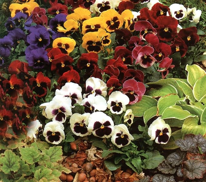Pansy, Swiss Giant Mixed Color Flower Seeds, Pack of 2000+ Seeds by Seeds2Go