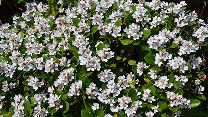Indian Hawthorn - 3 Live Plants - Rhaphiolepis Indica Alba - Flowering Evergreen Shrub