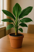 Indoor Banana Plant Seed for Growing- 5 Seeds