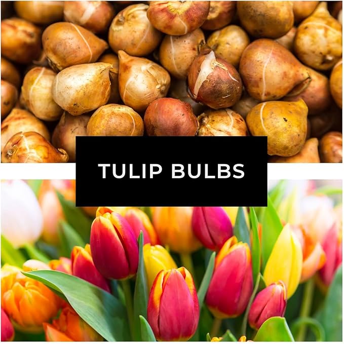 Big Smile Darwin Hybrid Tulip Bulbs for Planting - Stunning Yellow Blooms, Perennial, Top Size Bulbs (10 Bulbs)