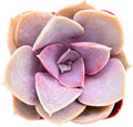 Sprout N Green Echeveria 'Perle von Nürnberg', Live Succulent Plant Fully Rooted in 2" Pots with Soil Mix, Real Houseplant for Indoor Outdoor Home Office Wedding Decoration Party Favor