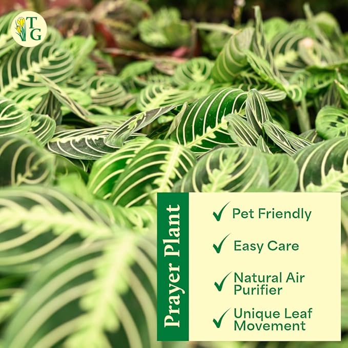 Thorsen's Greenhouse Lemon Lime Prayer Plant, Live Indoor Plant, Pet Friendly, Attractive Houseplant, Lemon Maranta, Natural Air Purifier, Easy to Grow, 4" Diameter Pot (Terra Cotta)