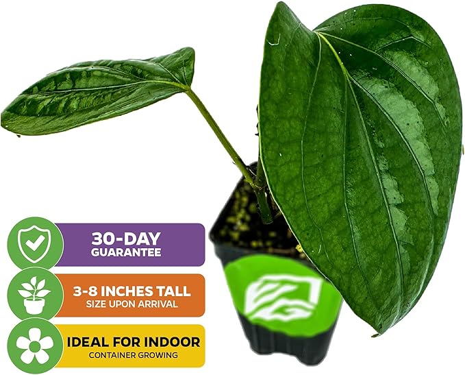 Black Pepper - Piper nigrum - Wellspring Gardens Starter Plant, Live Peppercorn Tree, Herb for Indoor/Outdoor Growing, Dwarf Fruit Plant, Ready for Planting in Gardens, Variety for Cooking and Spices