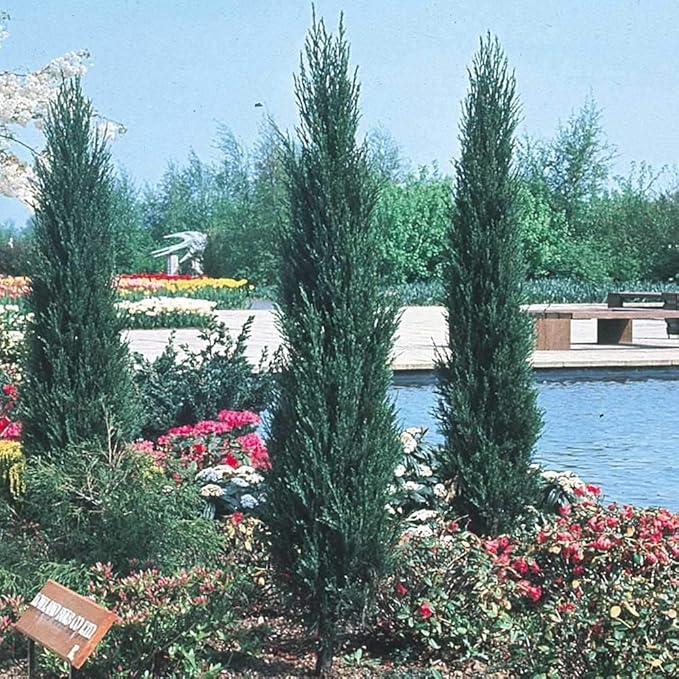 Skyrocket Juniper | 3 Large Gallon Size Plants | Juniperus Scopulorum | Evergreen Privacy Screen, Fast Growing Landscape Tree, Low Maintenance Garden, Ornamental Foliage, Drought Tolerant Plant