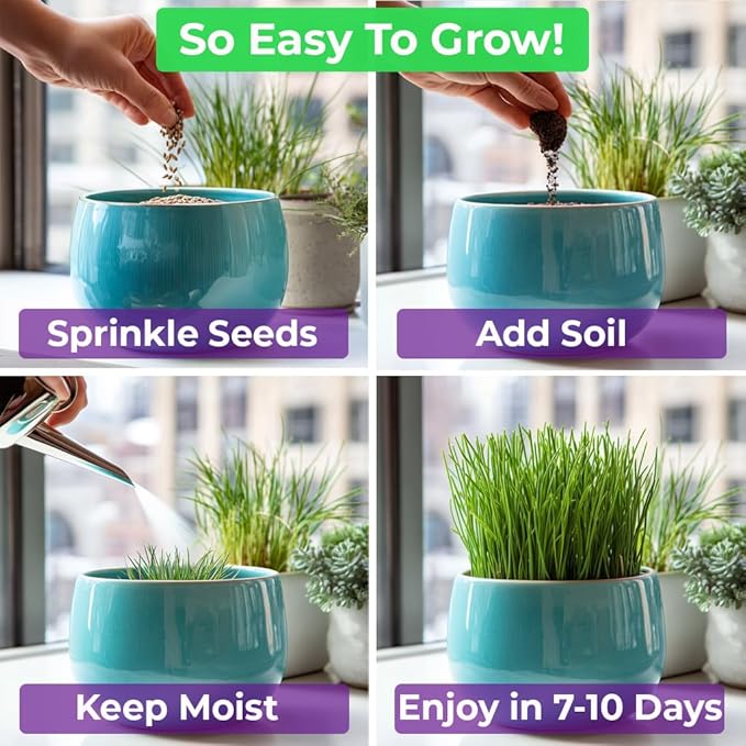 NatureZ Edge Premium Cat Grass Seeds for Indoor Cats, Non GMO - 1/2 lb Oat, Wheat, Barley & Rye Grass for Indoor Cats, Cat Plant, Kitty Lawn, Pet Grass, Hierba para Gatos, Made in USA
