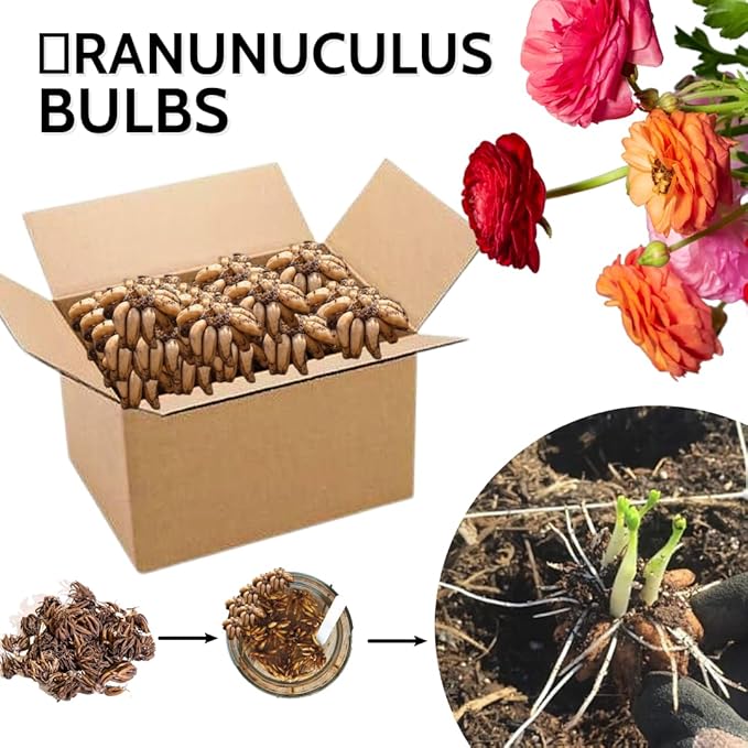 Ranunculus Bulbs for Planting, 25 Red Ranunculus Bulbs for Fall Planting, French Peony Ranunculus Corms Bulk Ranunculus Flowers Buttercups, Butterfly Ranunculus Bulbs to Grow